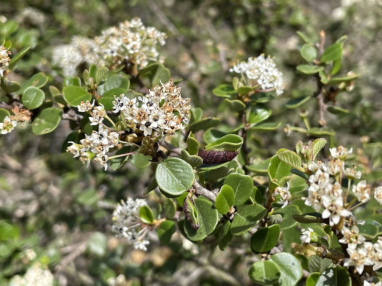 Barranca brush: Wart-stemmed Ceanothus