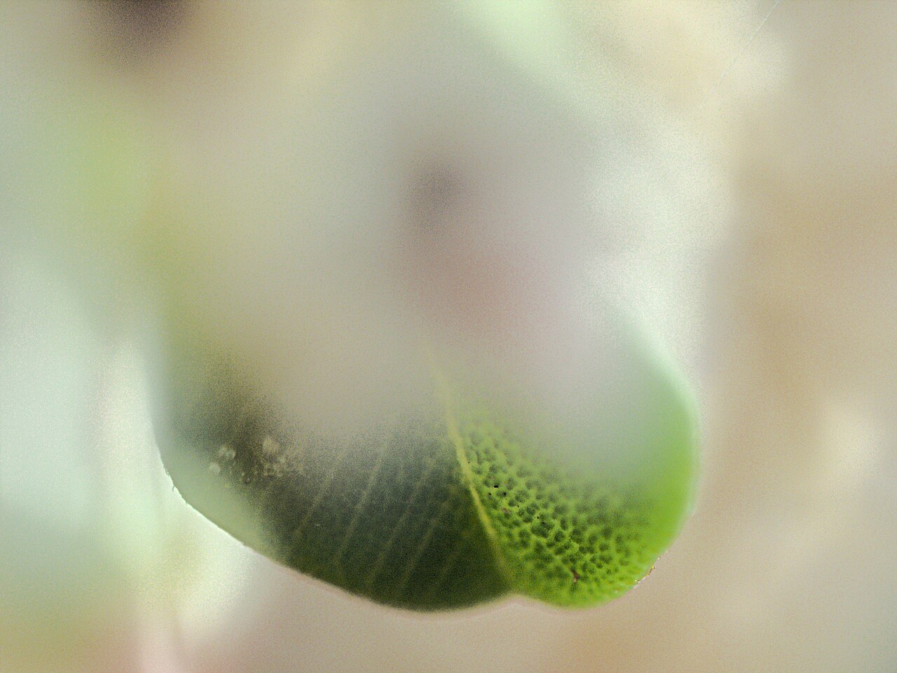 Barranca brush: A failure. The point was to photograph the leaves. It didn't quite work because of operator error.