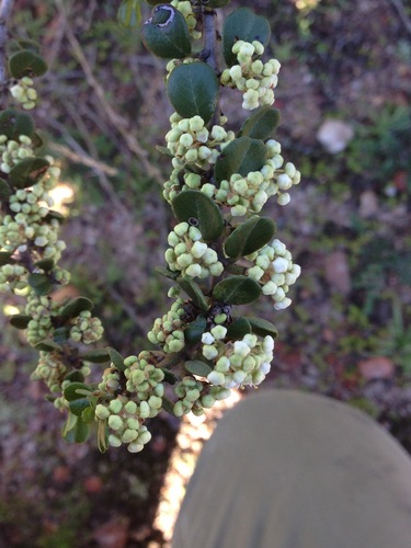 Barranca brush (Ceanothus verrucosus)