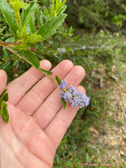 Ceanothus × regius (Ceanothus × regius)