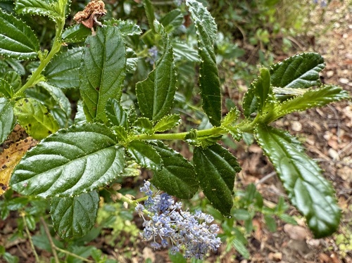 Ceanothus × regius (Ceanothus × regius)