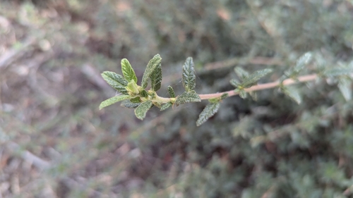 Ceanothus × regius (Ceanothus × regius)
