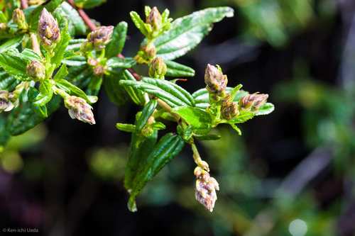 Ceanothus × regius (Ceanothus × regius)