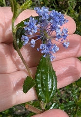 Ceanothus × regius (Ceanothus × regius)