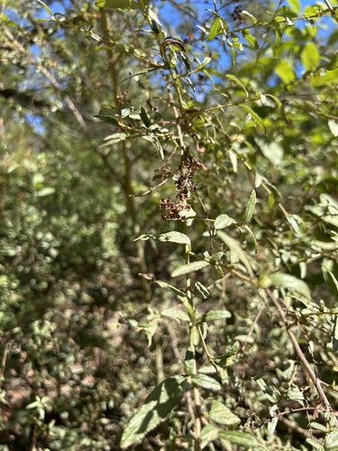 Ceanothus × regius (Ceanothus × regius)