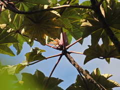 Cecropia albicans (Cecropia albicans)