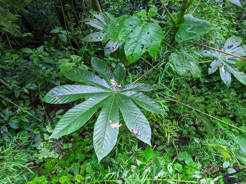 Cecropia angustifolia (Cecropia angustifolia)