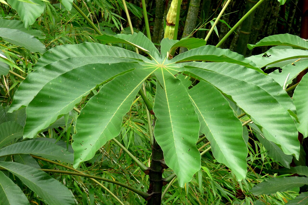 Cecropia angustifolia: Yarumo negro
