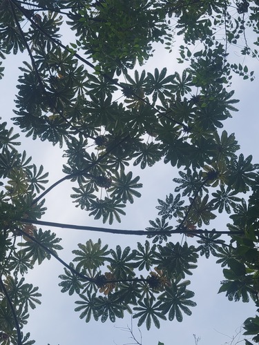 Cecropia angustifolia (Cecropia angustifolia)