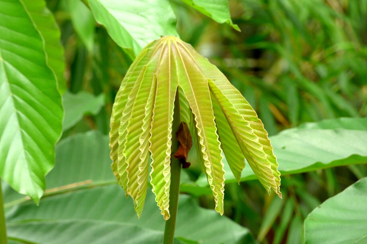 Cecropia angustifolia: Yarumo negro