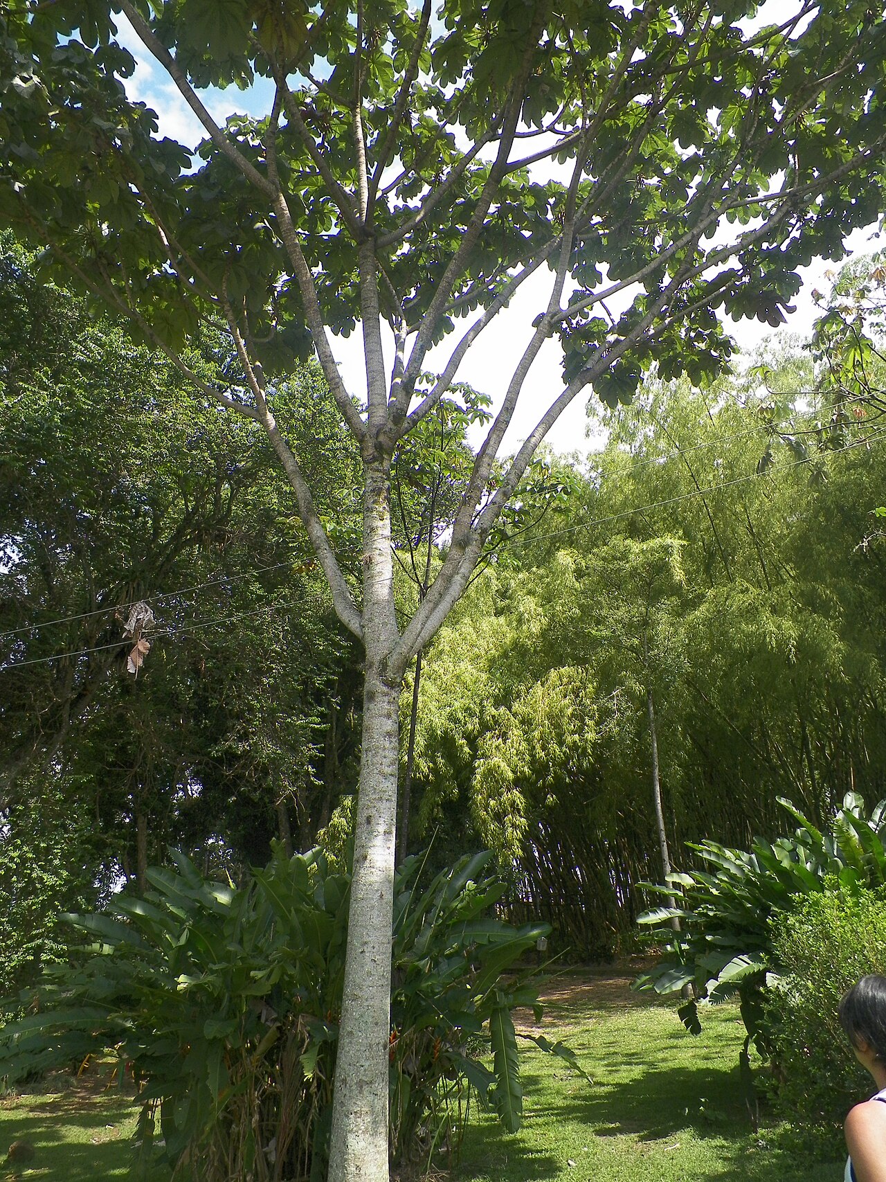 Cecropia angustifolia: Nombre común: Yarumo