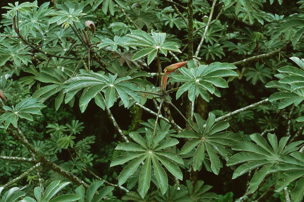 Cecropia angustifolia: Cecropia angustifolia (= C. polyphlebia ), Brennnesselgewächse (Urticaceae) – Costa Rica: Prov. Puntarenas , Cordillera de Tilarán, Monteverde , "Canopy Tour".