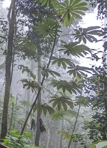 Cecropia angustifolia (Cecropia angustifolia)