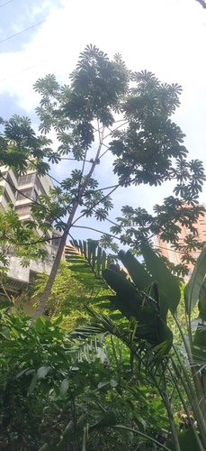 Cecropia angustifolia (Cecropia angustifolia)