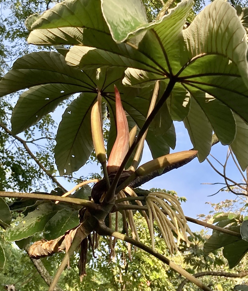 Cecropia angustifolia (Cecropia angustifolia)