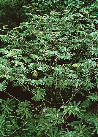 Cecropia angustifolia: Cecropia angustifolia (= C. polyphlebia ), Brennnesselgewächse (Urticaceae) – Costa Rica: Prov. Puntarenas , Cordillera de Tilarán, Monteverde , "Canopy Tour".