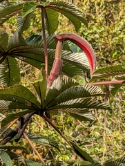 Cecropia angustifolia (Cecropia angustifolia)