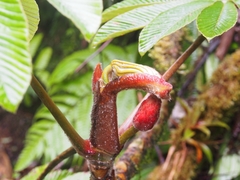 Cecropia angustifolia (Cecropia angustifolia)