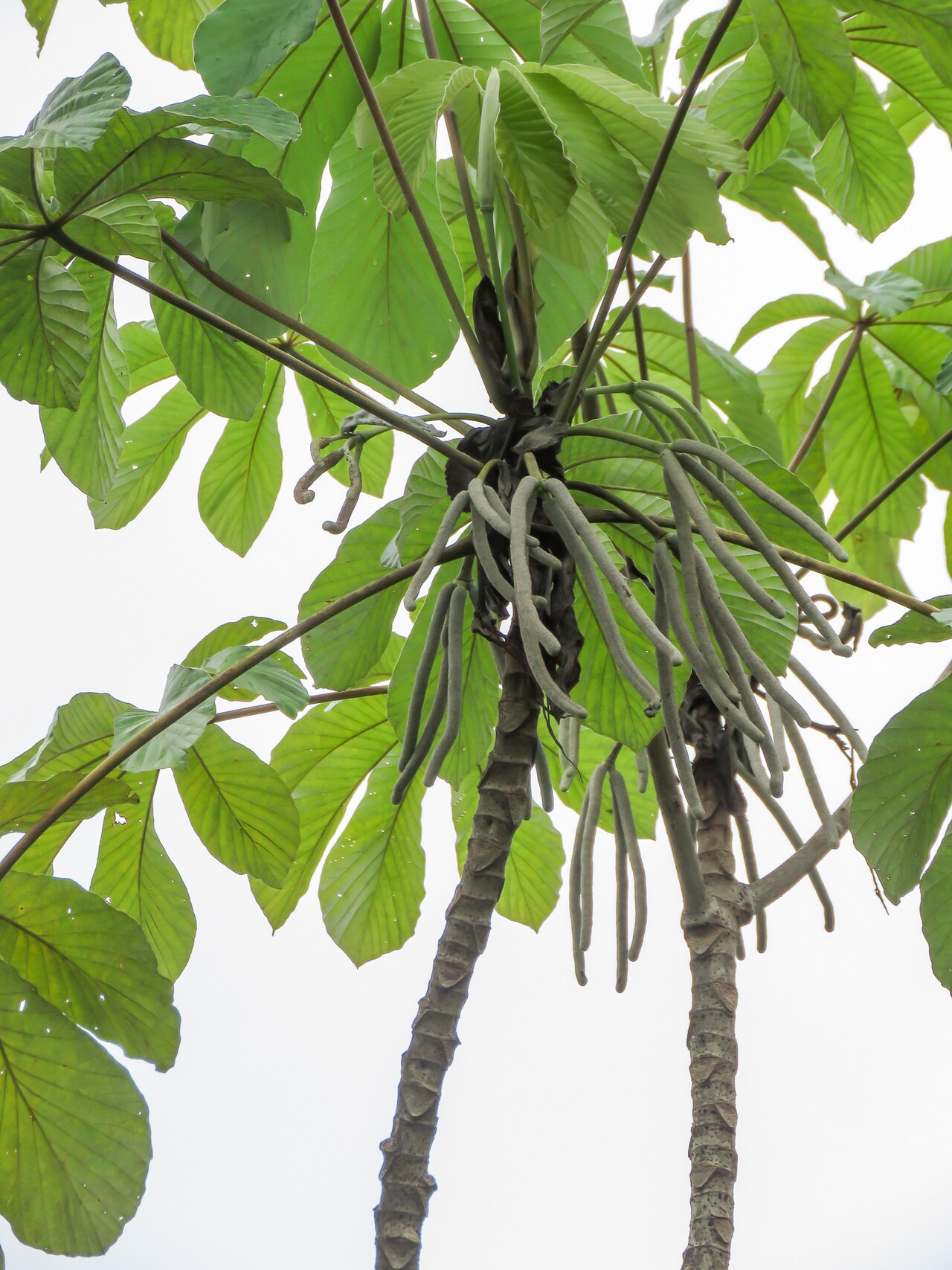 Cecropia concolor: Cecropia concolor in Brazil