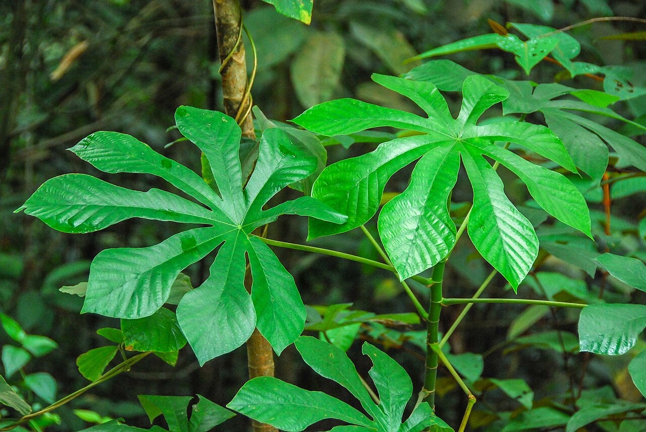 Cecropia concolor: Cecropia concolor in Brazil