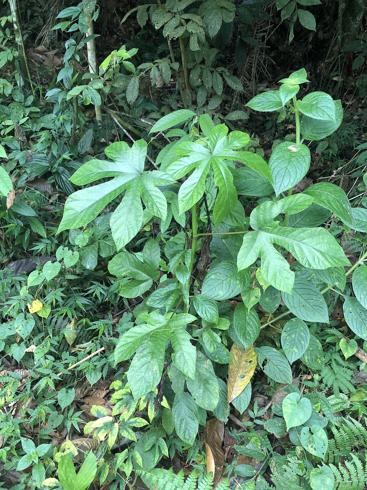 Cecropia concolor: Cecropia concolor in Peru