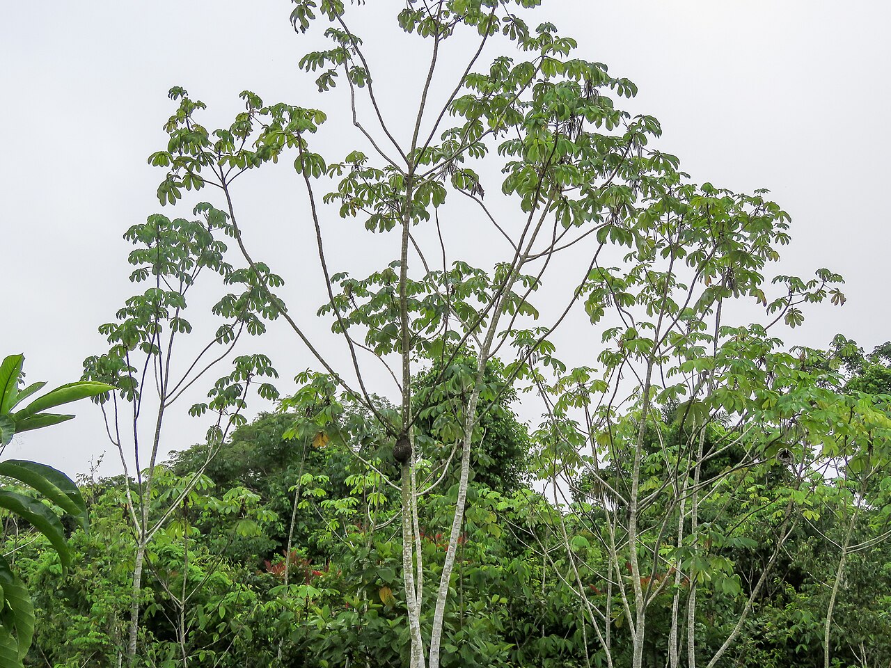 Cecropia concolor: Cecropia concolor in Brazil