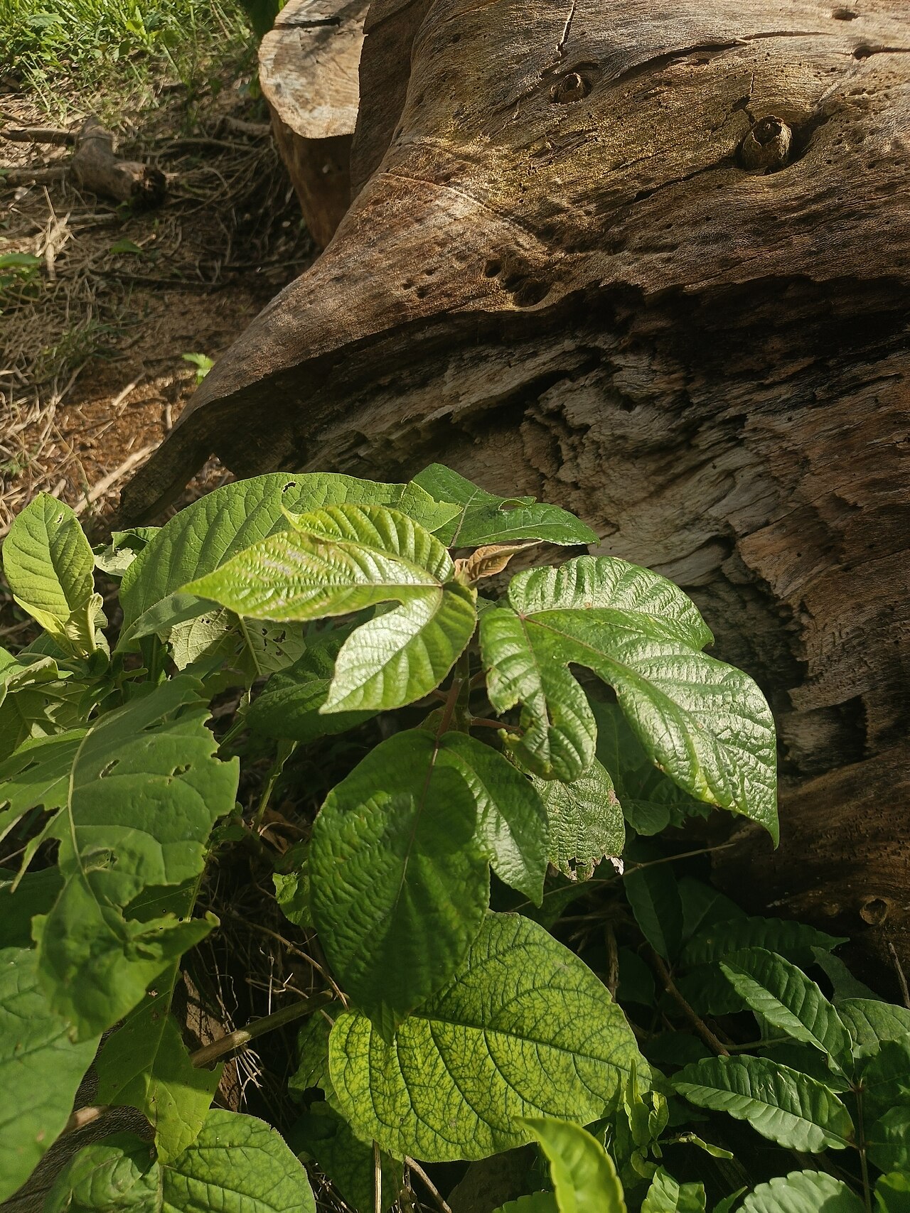 Cecropia concolor: Cecropia concolor in Bolivia