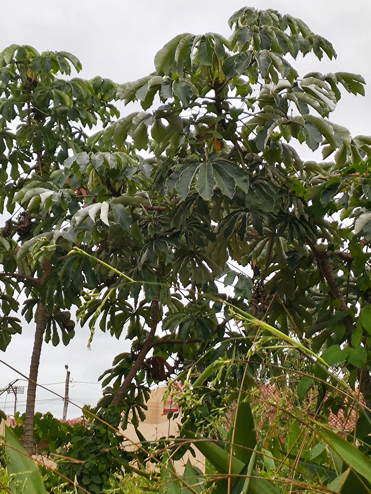 Cecropia concolor: Cecropia concolor in Bolivia