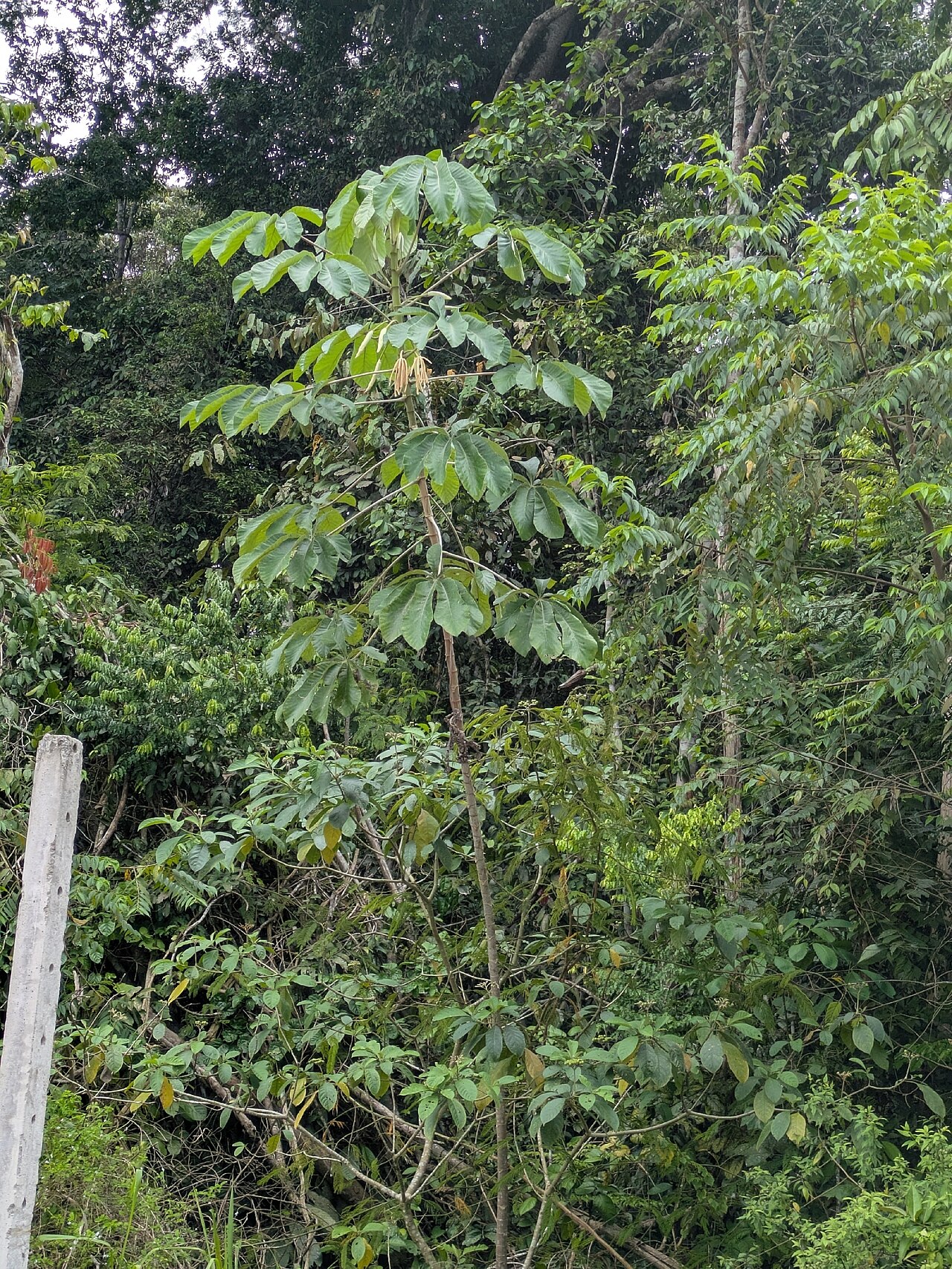 Cecropia concolor: Cecropia concolor in Brazil
