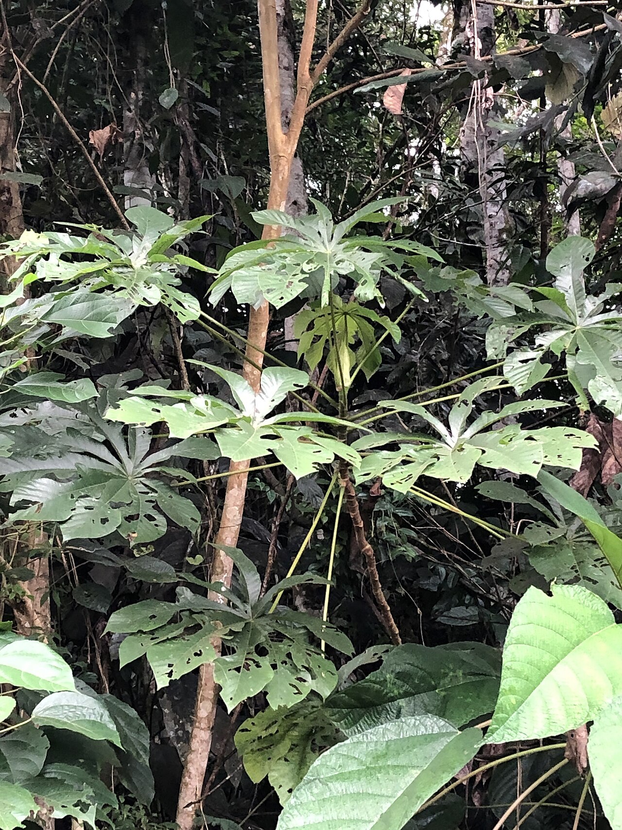 Cecropia concolor: Cecropia concolor in Peru