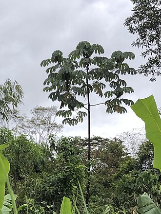 Cecropia concolor: Cecropia concolor in Peru