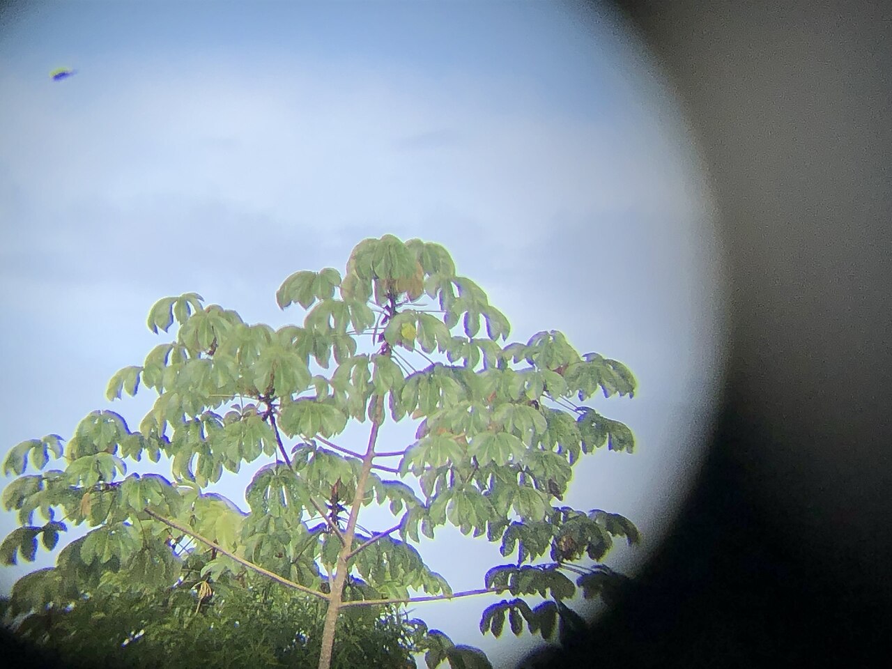 Cecropia concolor: Cecropia concolor in Peru