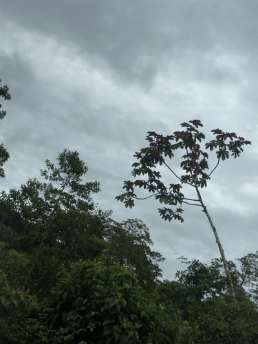 Cecropia distachya (Cecropia distachya)