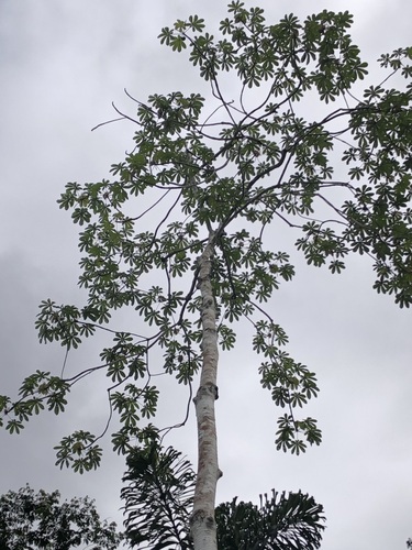 Cecropia distachya (Cecropia distachya)