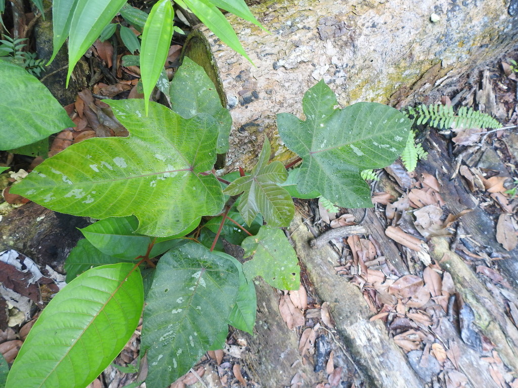 Cecropia distachya (Cecropia distachya)