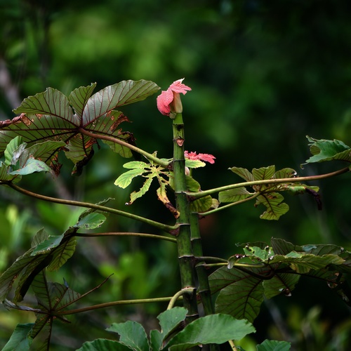 Cecropia distachya (Cecropia distachya)