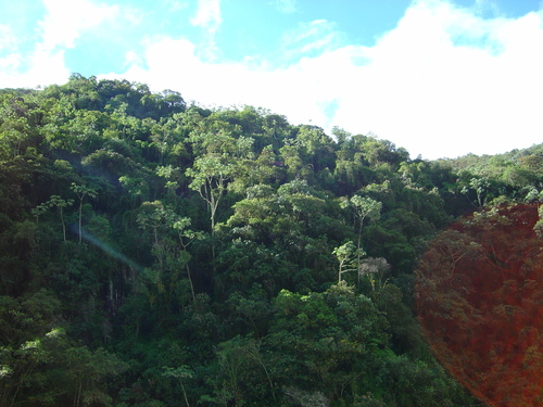 Cecropia elongata (Cecropia elongata)