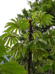 Cecropia elongata (Cecropia elongata)