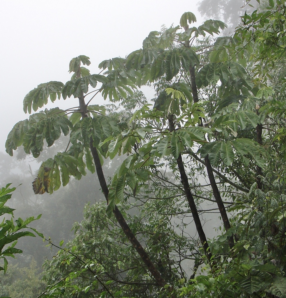 Cecropia elongata (Cecropia elongata)