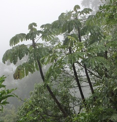 Cecropia elongata (Cecropia elongata)
