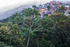 Cecropia elongata (Cecropia elongata)