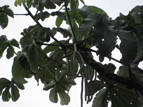 Cecropia engleriana (Cecropia engleriana)