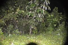 Cecropia engleriana (Cecropia engleriana)