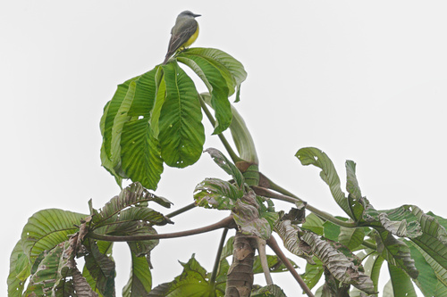 Cecropia engleriana (Cecropia engleriana)