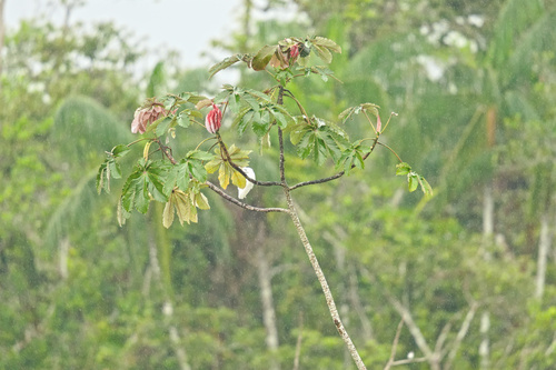 Cecropia engleriana (Cecropia engleriana)