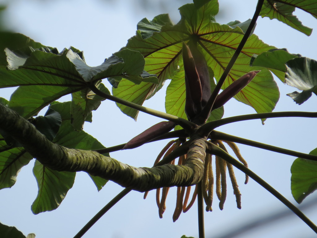 Cecropia glaziovii (Cecropia glaziovii)