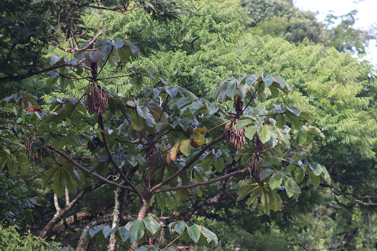 Cecropia glaziovii: Picture of Cecropia glaziovii from iNaturalist.