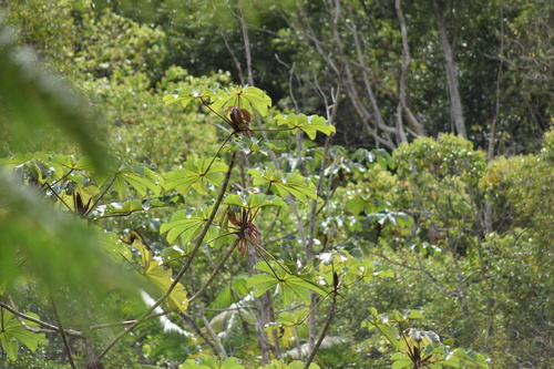 Cecropia glaziovii (Cecropia glaziovii)