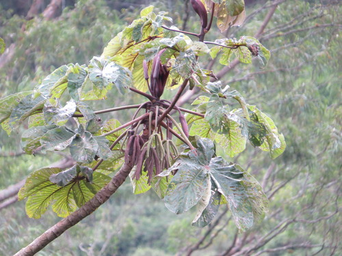 Cecropia glaziovii (Cecropia glaziovii)