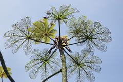Cecropia glaziovii (Cecropia glaziovii)